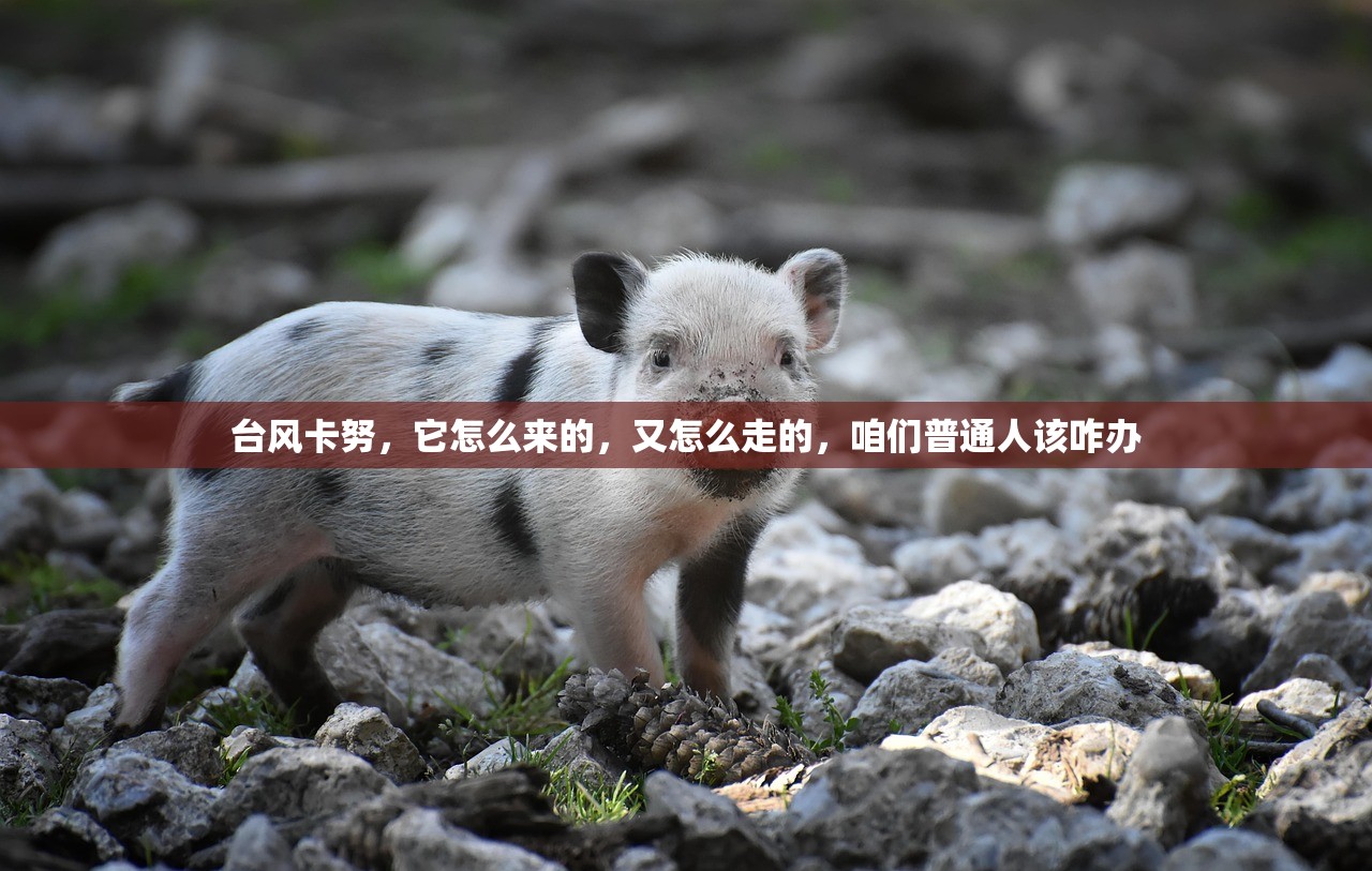 台风卡努，它怎么来的，又怎么走的，咱们普通人该咋办