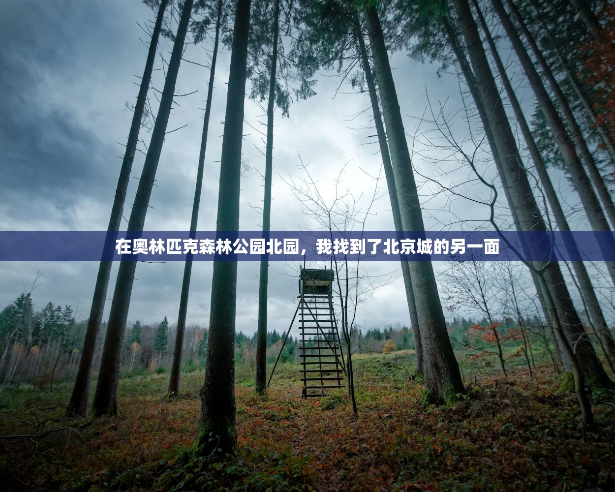 在奥林匹克森林公园北园,我找到了北京城的另一面 在奥林匹克森林公园北园,我找到了北京城的另一面
