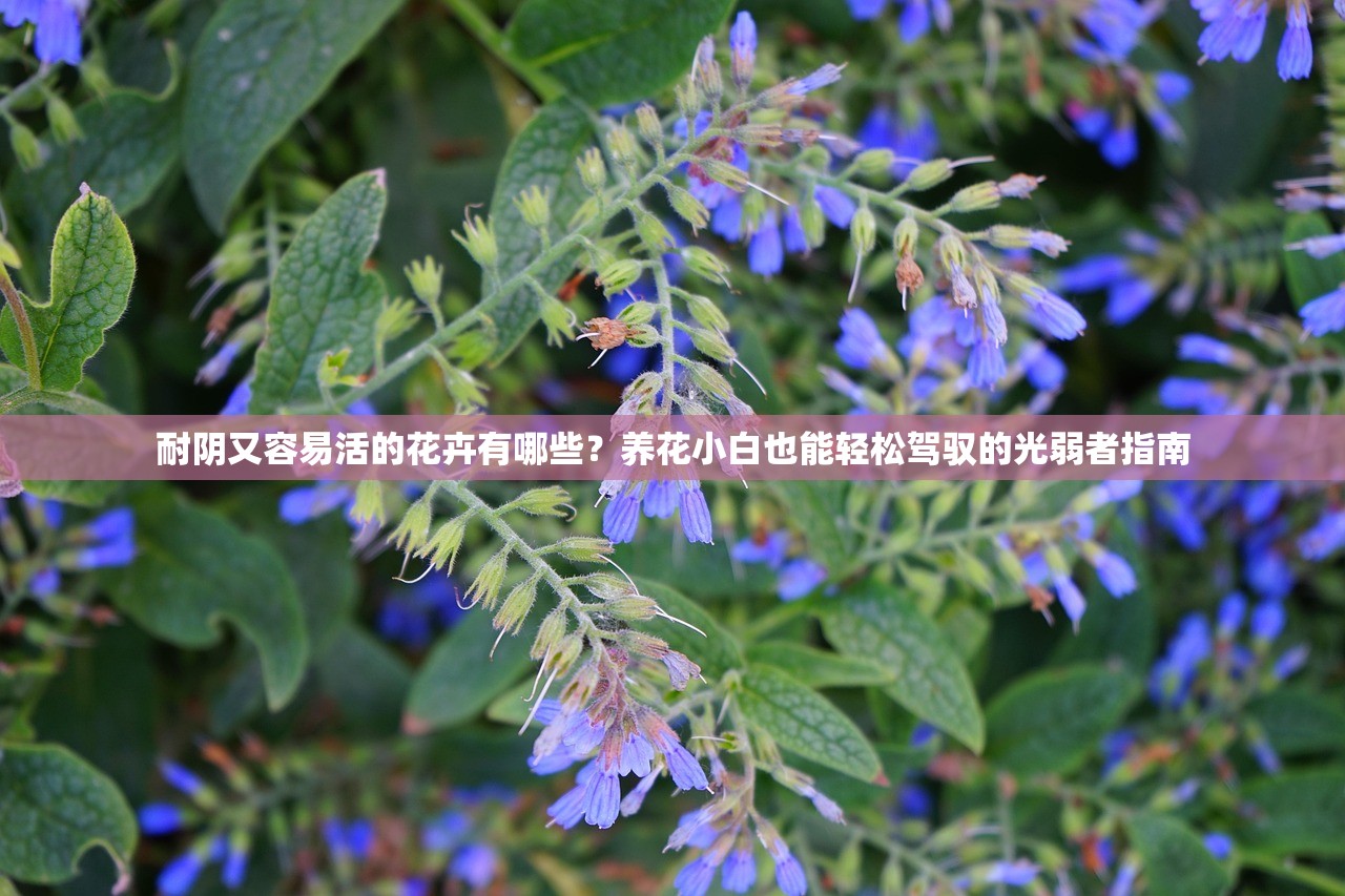 耐阴又容易活的花卉有哪些？养花小白也能轻松驾驭的光弱者指南