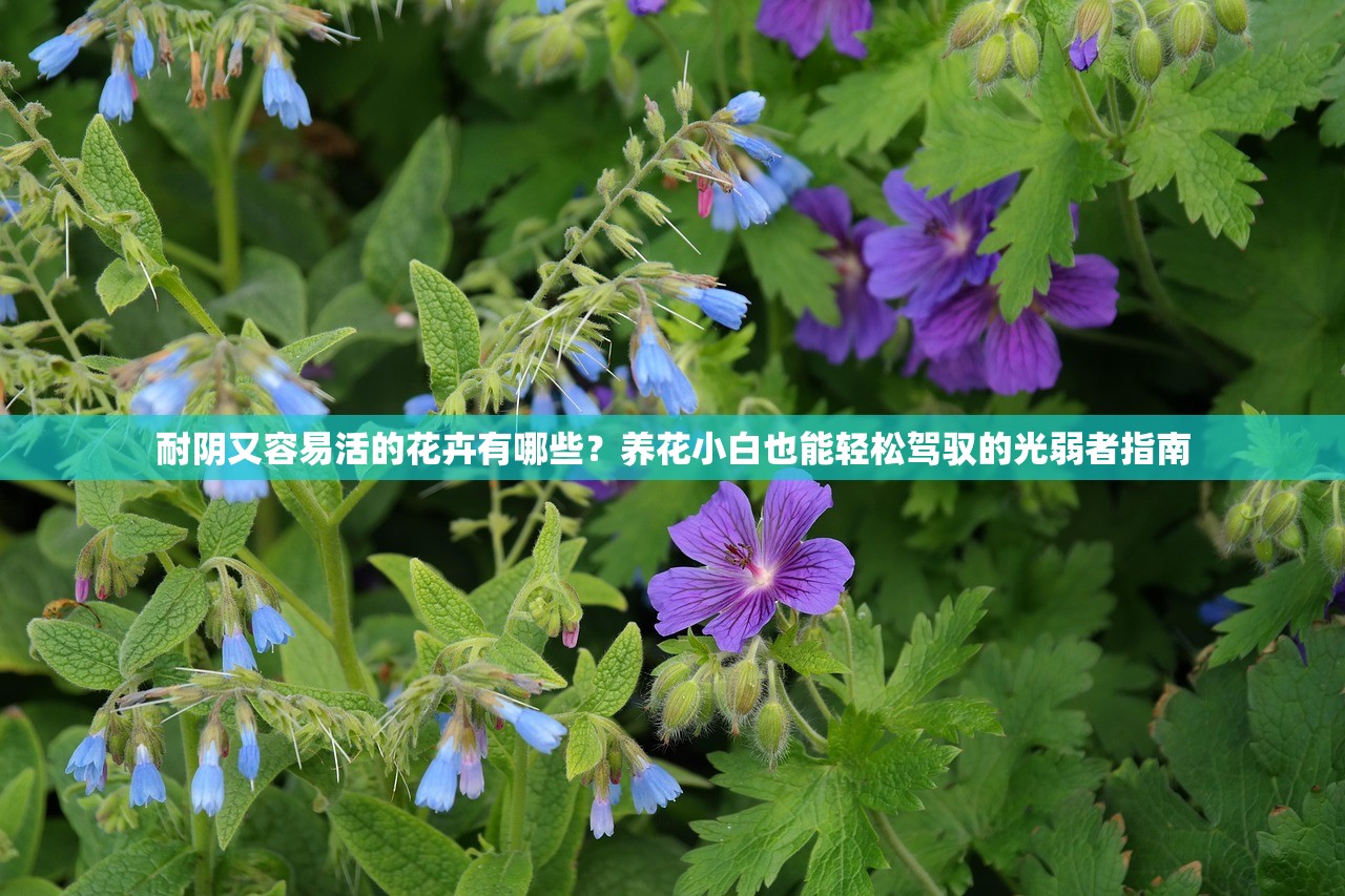 耐阴又容易活的花卉有哪些？养花小白也能轻松驾驭的光弱者指南