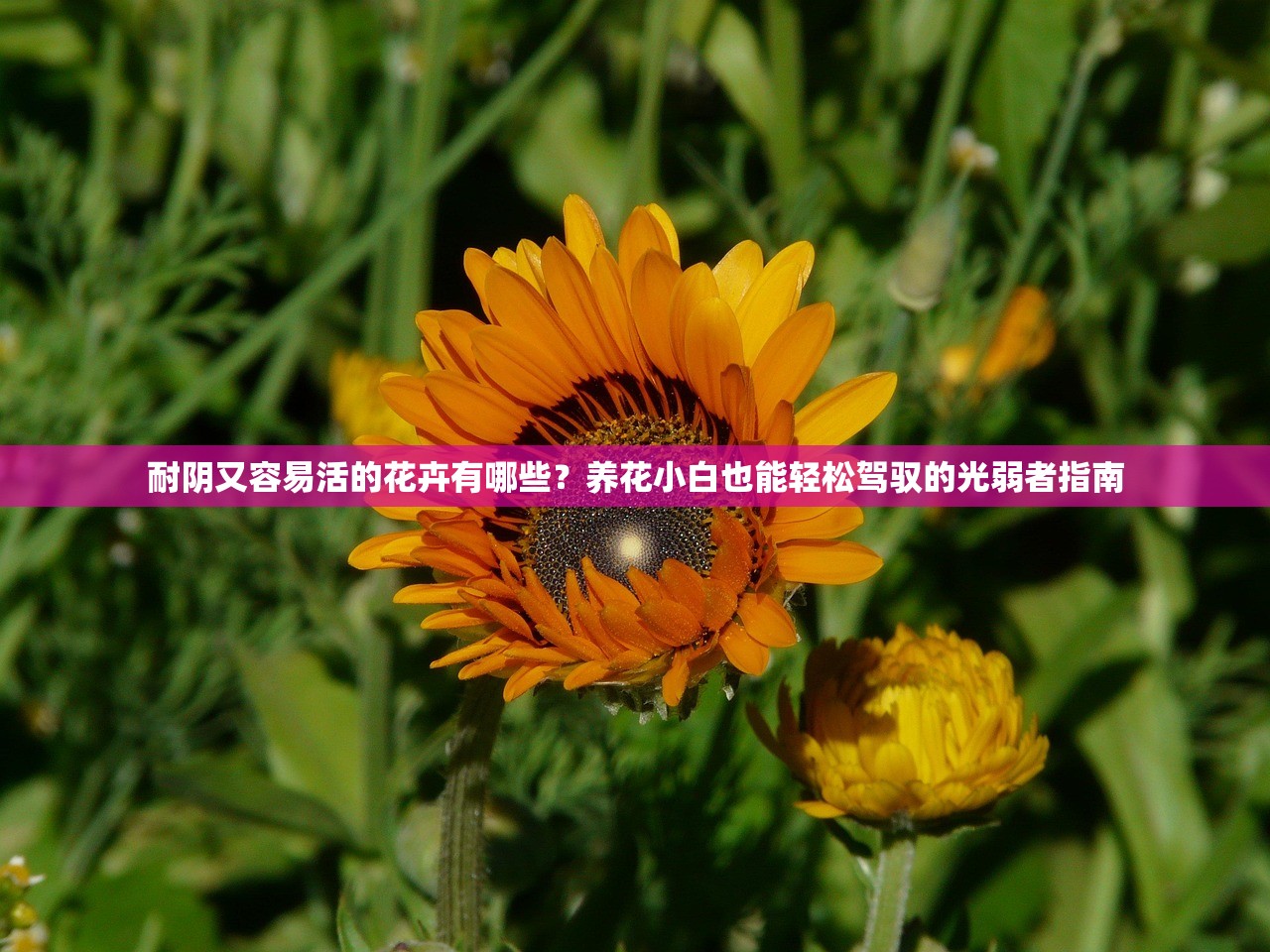 耐阴又容易活的花卉有哪些？养花小白也能轻松驾驭的光弱者指南
